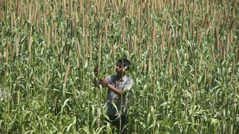 Beyond rice and wheat: why India needs to bring back indigenous ‘orphan crops’ for future protein security